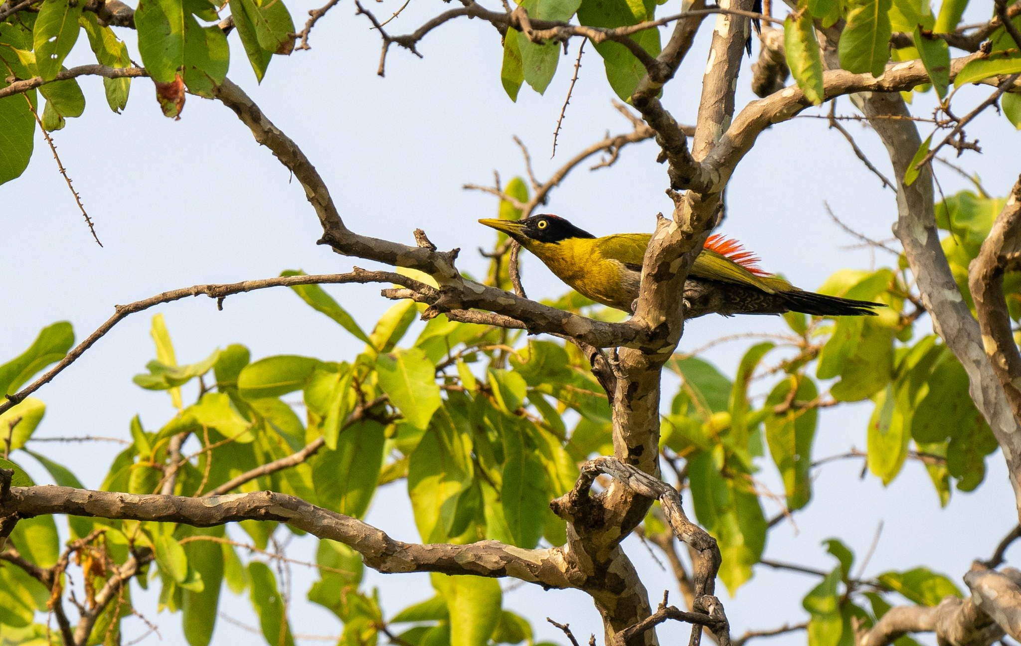 Black-headed Woodpecker (Picus erythropygius), photo 7