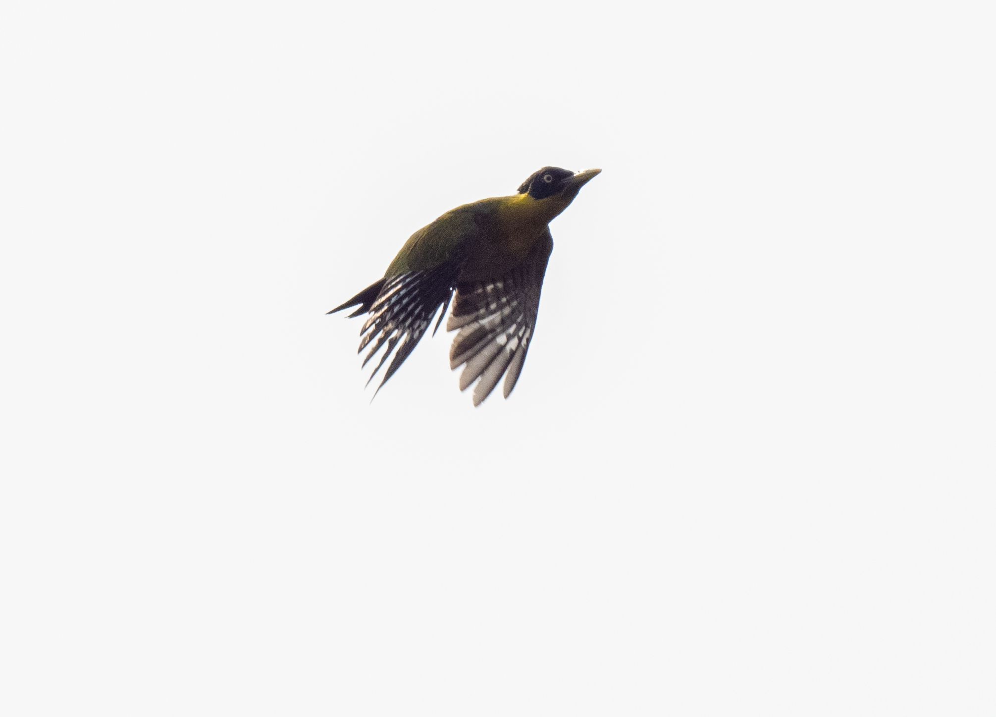Black-headed Woodpecker (Picus erythropygius), photo 8