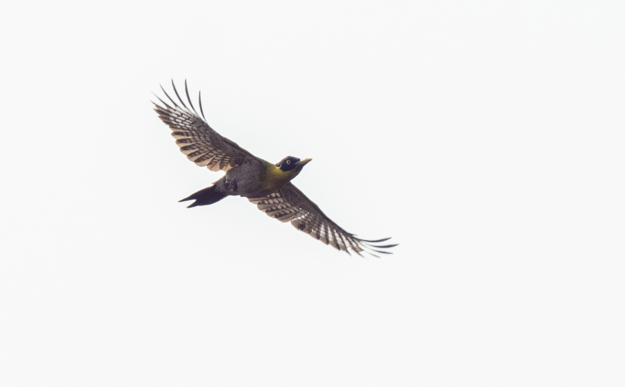 Black-headed Woodpecker (Picus erythropygius), photo 9