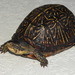 Florida Box Turtle - Photo (c) JeffreyGammon, some rights reserved (CC BY-NC), uploaded by JeffreyGammon