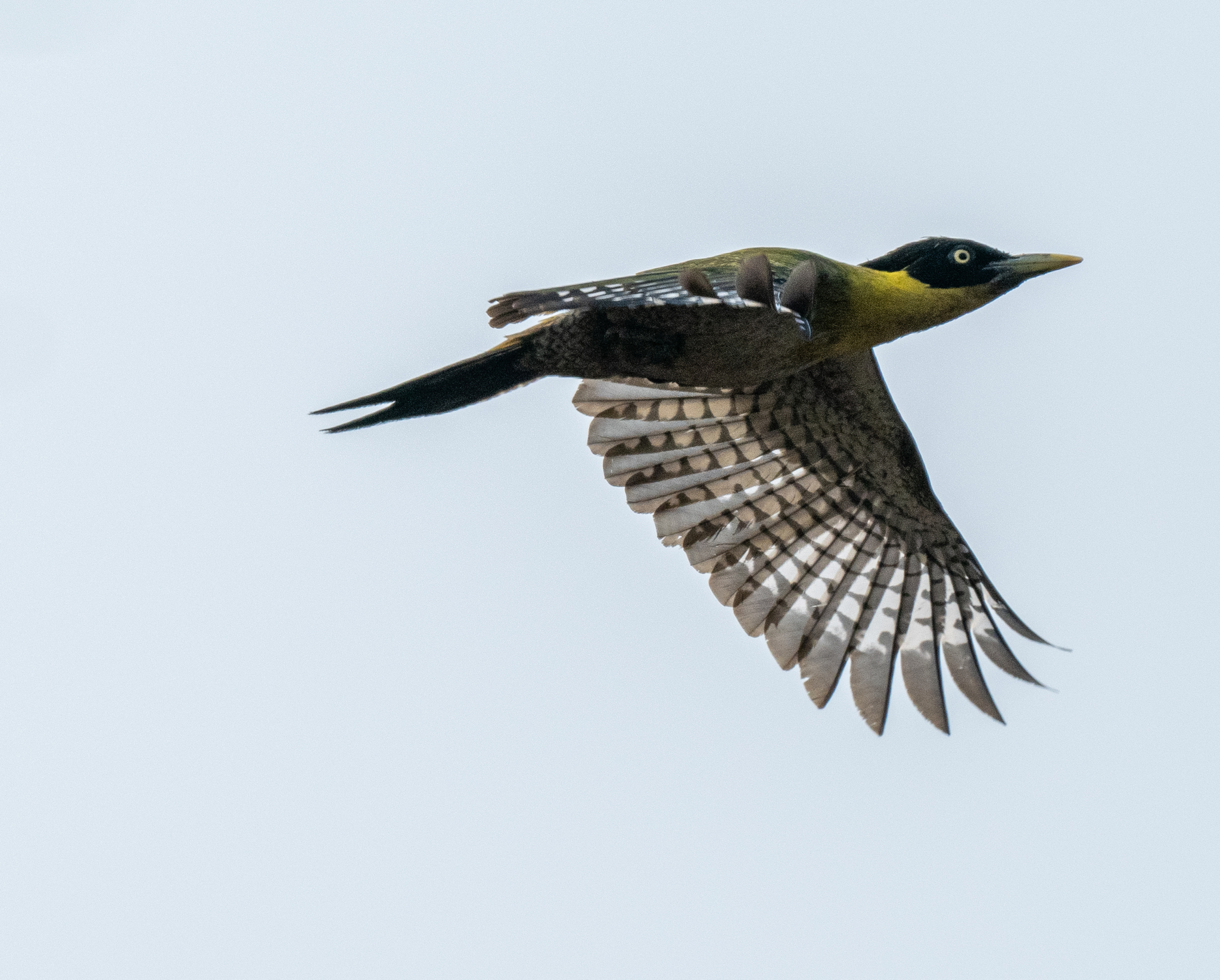 Black-headed Woodpecker (Picus erythropygius), photo 10