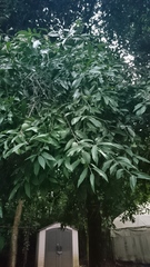 Olmediella betschleriana