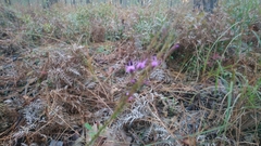 Carphephorus odoratissimus