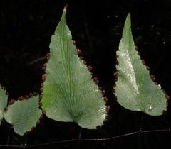 Adiantum subcordatum