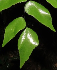 Adiantum subcordatum