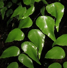 Adiantum subcordatum