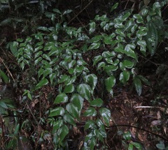Adiantum subcordatum