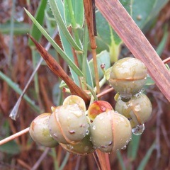 Davilla