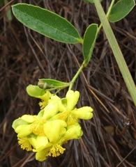 Davilla