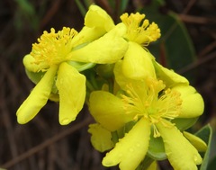 Davilla