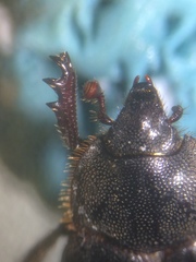 Anaides simplicicollis