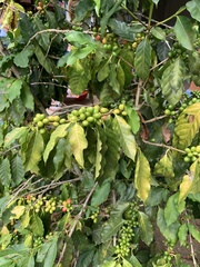 Coffea arabica image