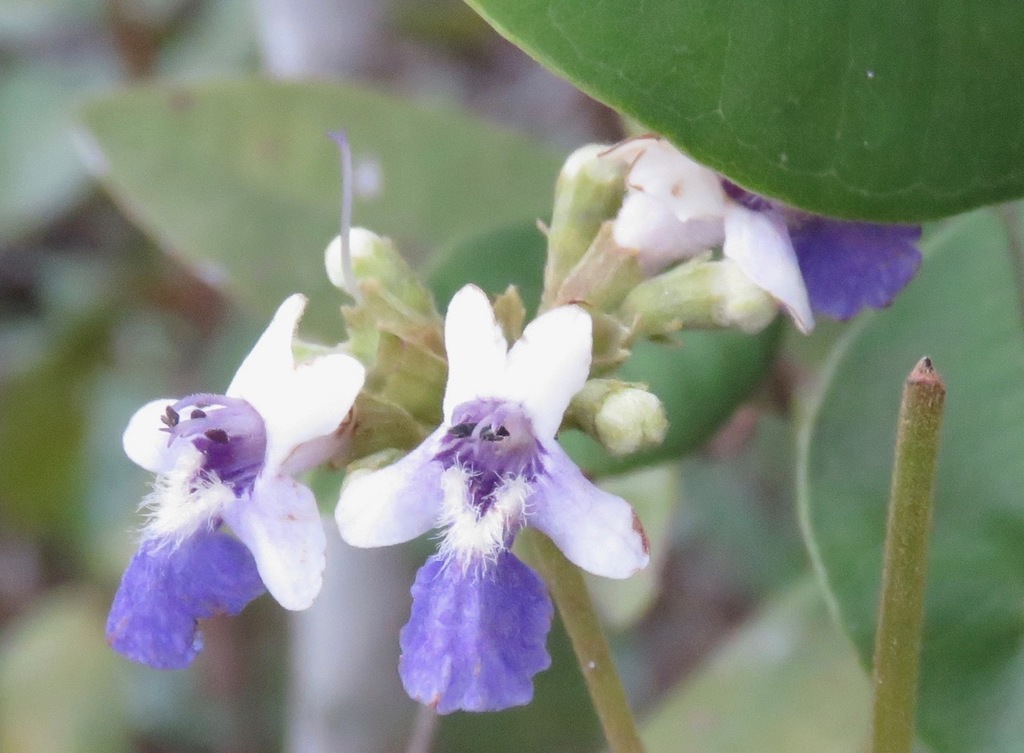 Vitex sellowiana
