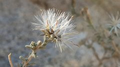 Brickellia frutescens