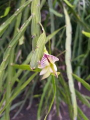 Carmichaelia williamsii