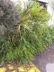 Carmichaelia williamsii