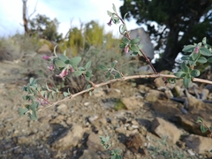 Symphoricarpos longiflorus
