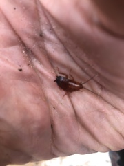 Parcoblatta pennsylvanica