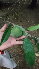 Olmediella betschleriana
