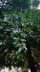 Olmediella betschleriana