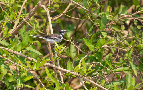 Mekong Wagtail (Motacilla samveasnae), photo 7