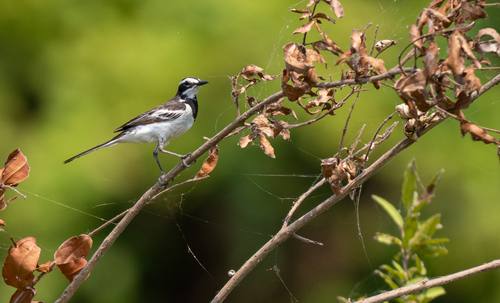 Mekong Wagtail (Motacilla samveasnae), photo 2