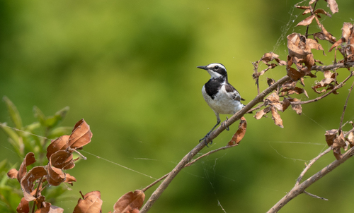 Mekong Wagtail (Motacilla samveasnae), photo 6