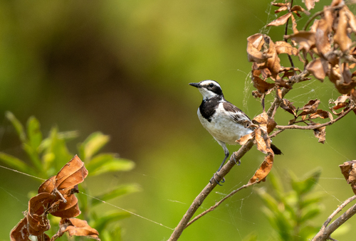 Mekong Wagtail (Motacilla samveasnae), photo 7