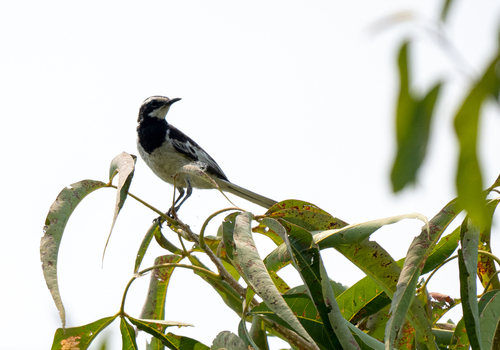 Mekong Wagtail (Motacilla samveasnae), photo 8