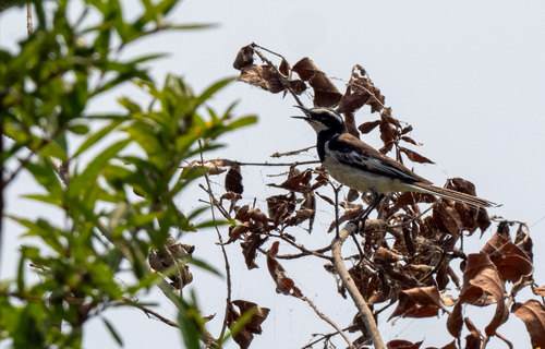 Mekong Wagtail (Motacilla samveasnae), photo 6