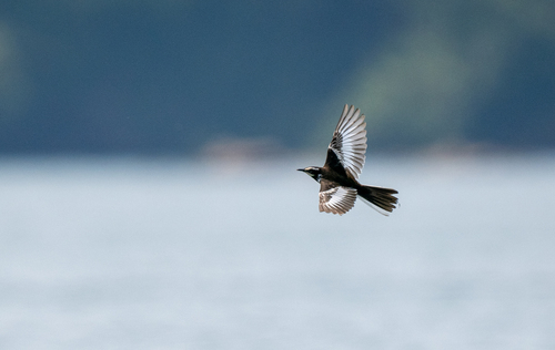 Mekong Wagtail (Motacilla samveasnae), photo 10
