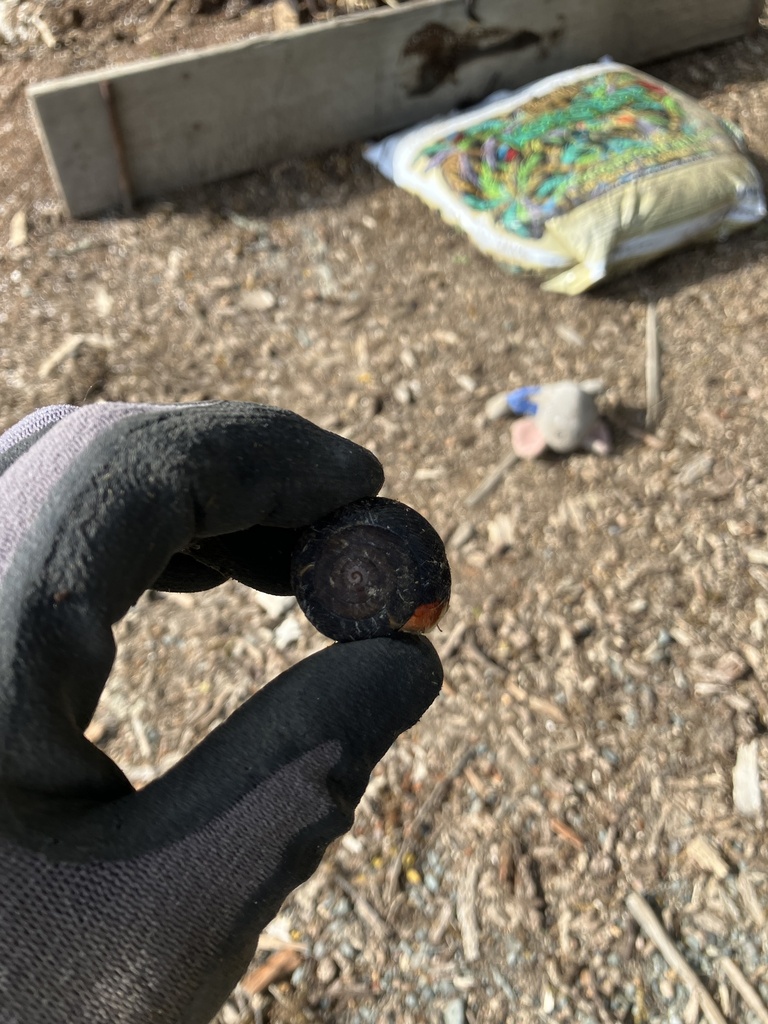 Common Land Snails and Slugs from CA-254, Miranda, CA, US on May 27 ...