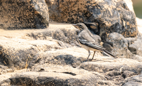 Mekong Wagtail (Motacilla samveasnae), photo 9