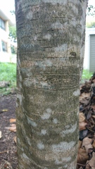 Olmediella betschleriana