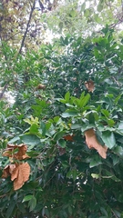 Olmediella betschleriana