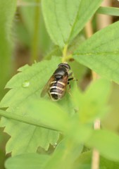 Sericomyia slossonae