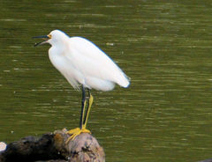 Egretta thula