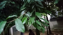 Olmediella betschleriana