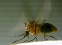 Culex pipiens