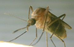 Culex pipiens