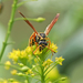 Polistes chinensis antennalis - Photo 由 Sakern | 永隔一江水 所上傳的 (c) Sakern | 永隔一江水，保留部份權利CC BY-NC