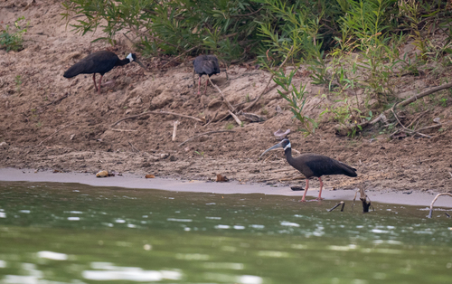 White-shouldered Ibis (Pseudibis davisoni), photo 1