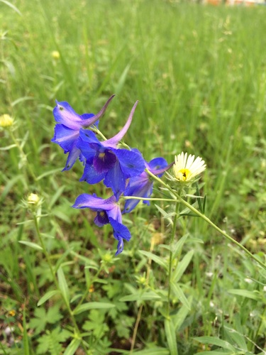 Siberian larkspur