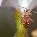 Sundew Bugs - Photo (c) Jean and Fred, some rights reserved (CC BY)