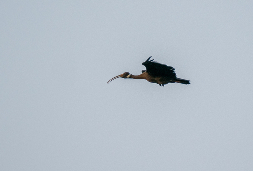 White-shouldered Ibis (Pseudibis davisoni), photo 2