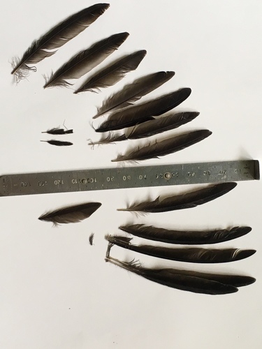 Aerodramus spodiopygius