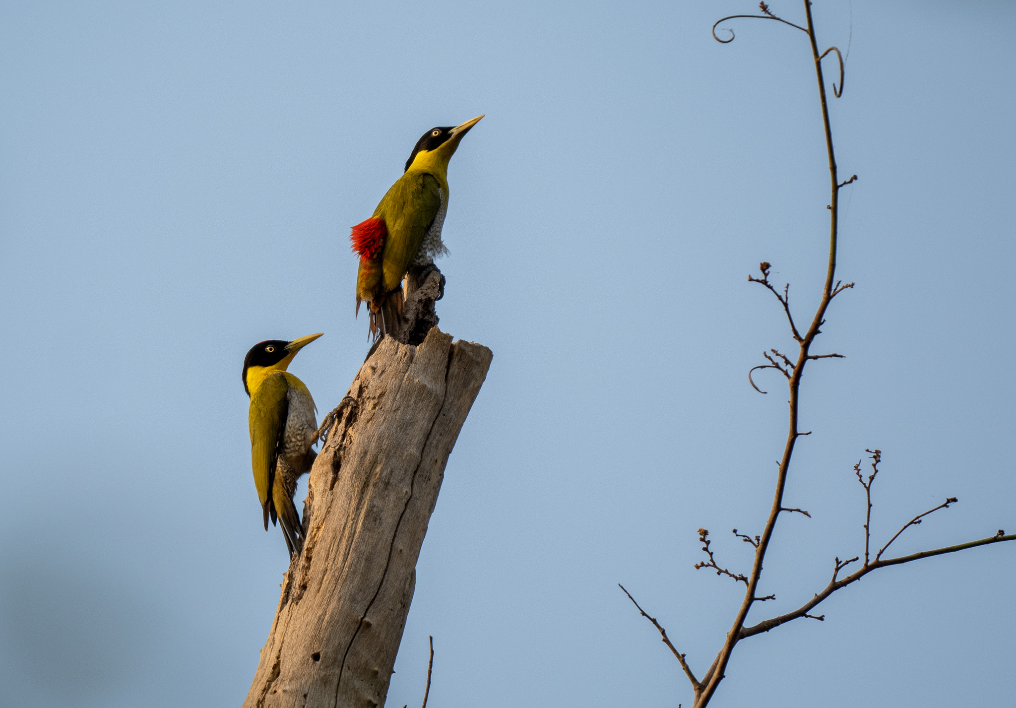 Black-headed Woodpecker (Picus erythropygius), photo 6