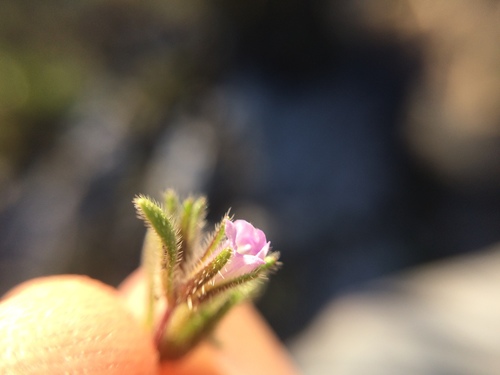 Image of Nama dichotoma by (c) Carlos Martorell, some rights reserved (CC BY)