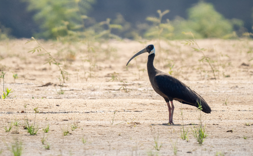 White-shouldered Ibis (Pseudibis davisoni), photo 4