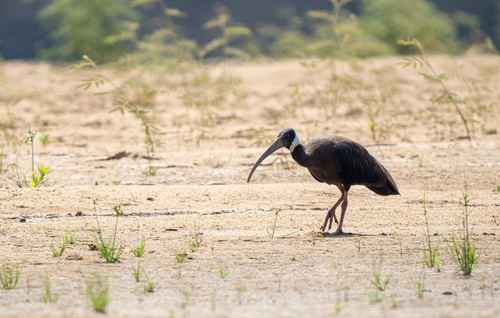 White-shouldered Ibis (Pseudibis davisoni), photo 5